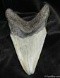 Inch Megalodon Tooth #1297-2